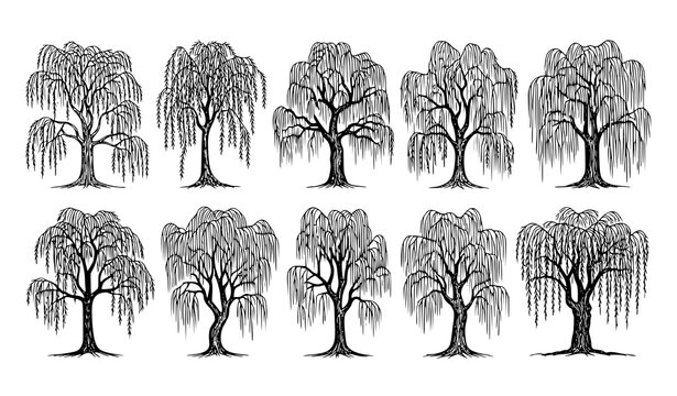 Weeping willow tree sketch vector set with elegant hanging foliage botanical nature illustrations