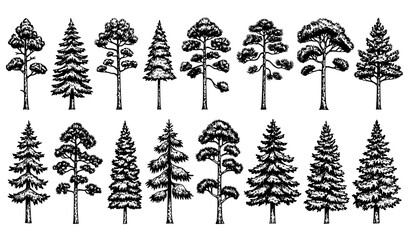 Hand drawn pine tree botanical sketch vector set with evergreen forest trees nature illustrations © Rimu