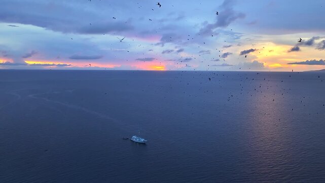 Lesser frigatebirds, Fregata ariel, soar in a cloudy sky at sunset in Fiji. 