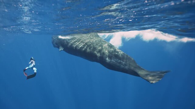 Close-up woman swim with giant sperm whale. Unique underwater video friendship of man with sperm whale. Large spermwhale dive in blue ocean in slow motion. Underwater safari, wildlife mammal animals