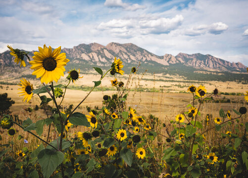 Wild Sunflowers in Bloom with Boulder Colorado Flatirons and Rocky Mountain Foothills in Background
