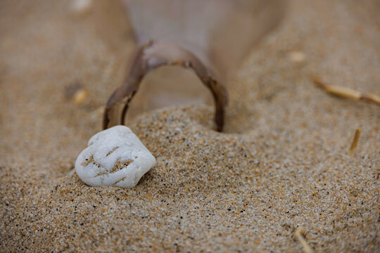 Small Seashell Resting Against Driftwood on Sandy Hook Beach New Jersey