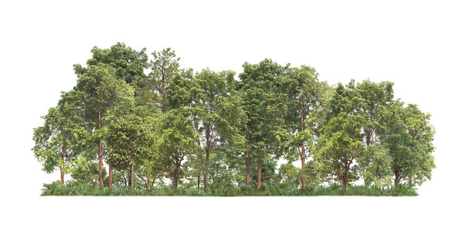 Group of tree. Green treeline isolated on white background.	