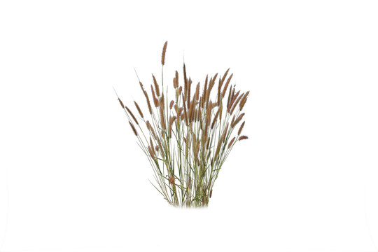 Frontal set of Pennisetum setaceum Rubrum single grass isolated on a white background perfectly cutout high resolution (Tender Purple Fountain Grass)