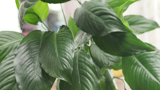Hands transplanting hydrangea into a pot with fresh soil and gardening tools, flower care and planting in spring