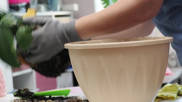 Hands transplanting hydrangea into a pot with fresh soil and gardening tools, flower care and planting in spring