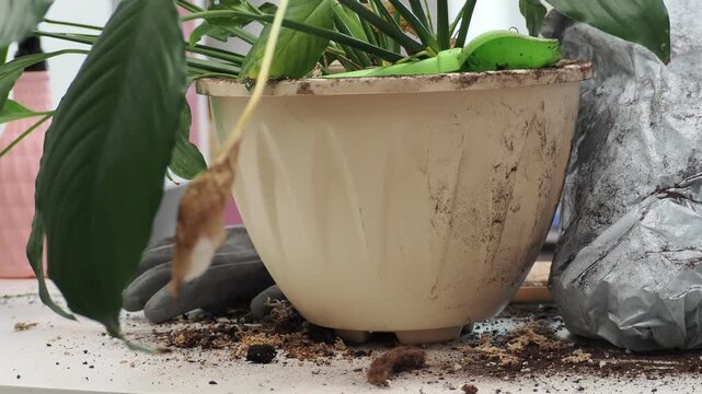 Hands transplanting hydrangea into a pot with fresh soil and gardening tools, flower care and planting in spring