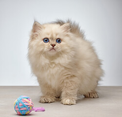 White Siberian colorpoint kitten Neva Masquerade with blue eyes