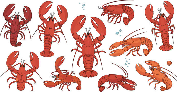 Red lobster character set with various poses and swimming angles for marine life seafood restaurant ocean nature and aquatic education design projects