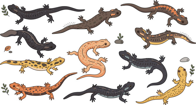 Cute salamander and newt character set with various poses and colors for amphibian wildlife nature education forest and exotic pet design projects