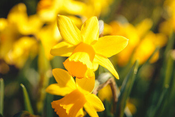 Fototapeta premium Miniature Daffodils glowing in bright spring sunshine, Coventry City, West Midlands, March 2026