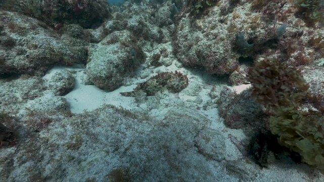Camouflaged Scorpionfish Scorpaenidae blending in with the seabed