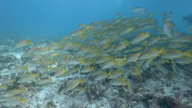 School of french grunts Haemulon flavolineatum swimming over a coral reef