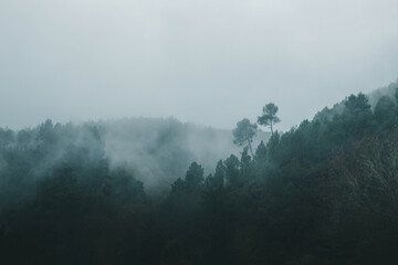 A breathtaking and moody landscape of a dense evergreen forest shrouded in thick, rolling white mist. The dark green pine trees emerge from the fog against a pale, overcast sky, creating a cinematic a © Maria Sap