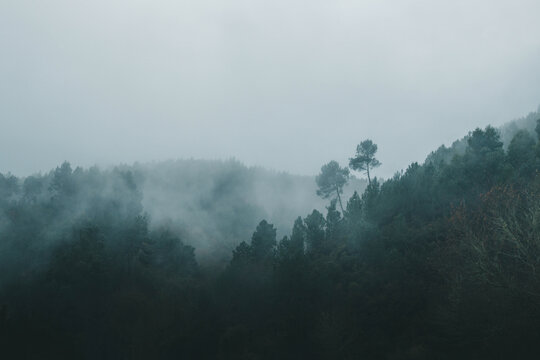 A breathtaking and moody landscape of a dense evergreen forest shrouded in thick, rolling white mist. The dark green pine trees emerge from the fog against a pale, overcast sky, creating a cinematic a