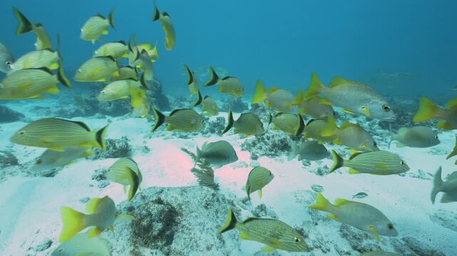 School of French Grunts Haemulon flavolineatum swimming underwater