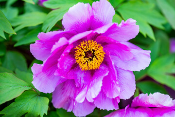 Pink peony flower blooming in spring garden background. Beautiful peony blossom with vibrant petals close up. Spring flower background with fresh peony. Blooming peony.