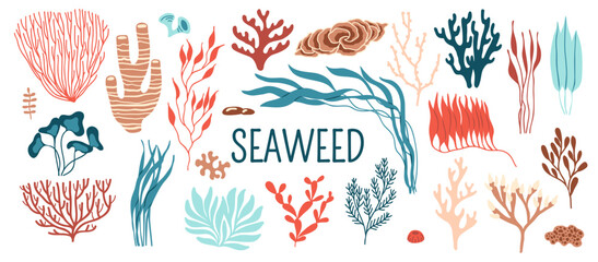 Underwater seaweed and sea algae plants vector icons. Ocean coral reef marine water alga weeds and corals, red and brown algae, kelp, seagrass and rhodymenia, laminaria and spirulina seaweeds set © Vector Tradition