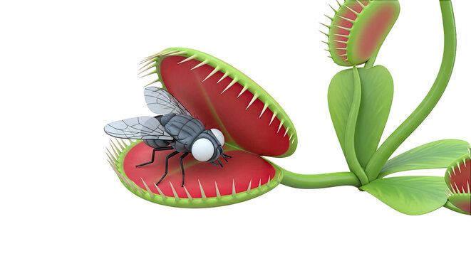 Fly trapped in a Venus flytrap