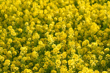 Fototapeta premium A high angle, full-frame view of vibrant yellow canola flowers in full bloom. The dense cluster of flowers creates a beautiful natural pattern of bright spring colors.