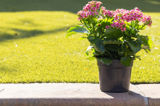 Black plastic nursery pot is sitting on concrete curb with pink flowers and green lawn behind