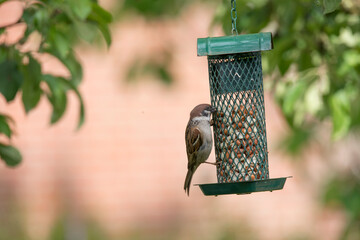 Naklejka premium Feeder, bird and eating seeds in backyard for food source, natural diet and survival instinct. Tree sparrow, feeding or peanuts for wildlife nutrition, organic meal and foraging behavior of migration