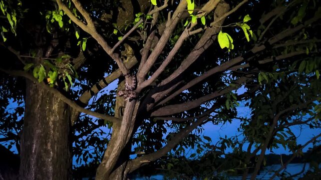 A young boa constrictor holds a defensive pose in a tree during twilight as flashlights are pointed at it from a boat passing underneath in the Amazon Rainforest.