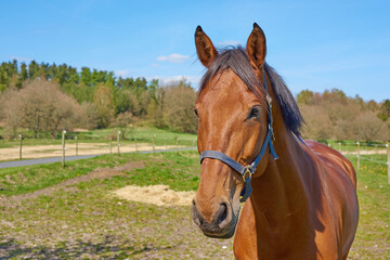Naklejka premium Calm, portrait or horse on ranch with space, equine or habitat in ecology management. Animal conservation, farm or stallion with peace, nature preservation or sustainability with warmblood breed.
