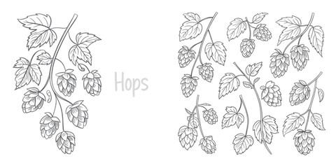 Detailed black and white line art illustration featuring multiple clusters of fresh hop flowers Vector © AZIFA