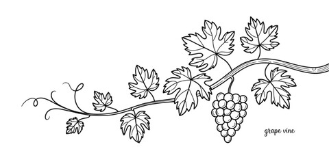 Detailed black and white line art drawing of a single grape vine branch with leaves and a cluster Vector © AZIFA