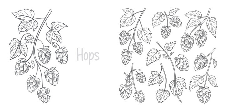 Detailed black and white line art illustration featuring multiple clusters of fresh hop flowers Vector