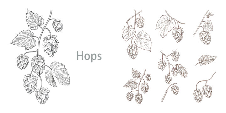 A collection of detailed hand drawn hop plant illustrations with foliage and cones for brewing Vector
