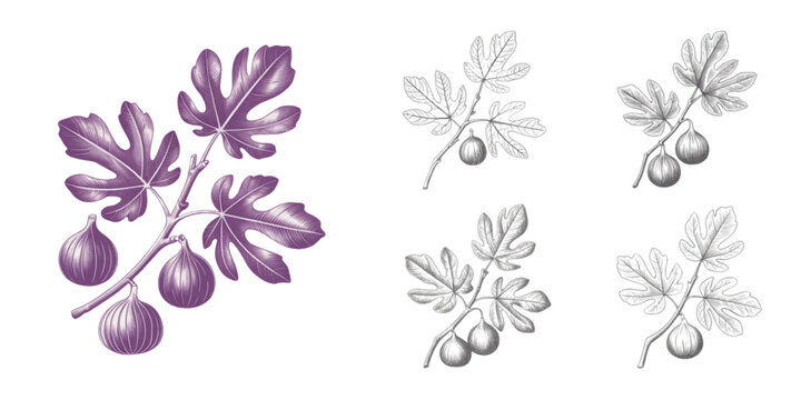 A collection of detailed fig branches with leaves and fruits illustrated in a vintage style art Vector