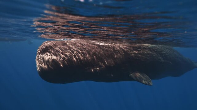 close up portrait of giant sperm whale underwater in the Caribbean sea. Underwater diving safari, wildlife nature, aquatic marine mammal animals. Huge underwater animal. Deep blue sea. Amazing footage