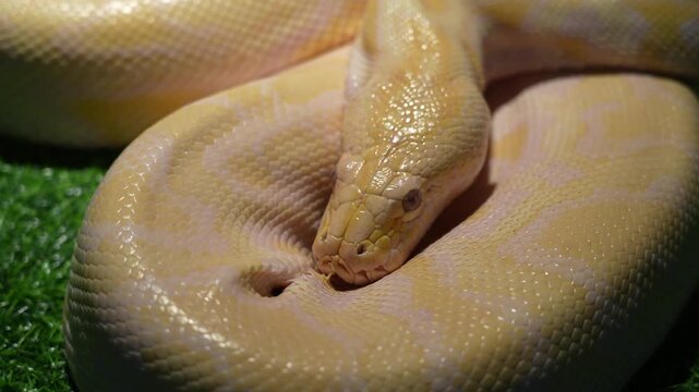 Albino Reticulated Python Coiled, Close-Up Static Shot, High Quality 4K