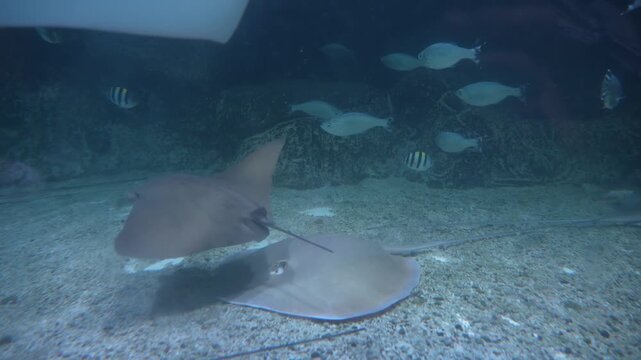 Stingrays & Fishes Swimming Underwater, Sandy Seabed - Cinematic 4K Footage