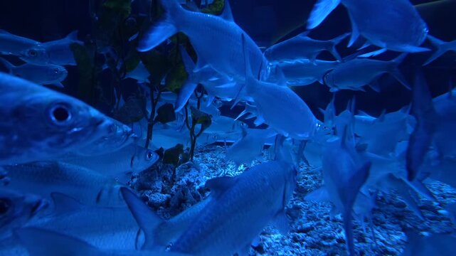 Underwater View of Schooling Fish Swimming in Tank - Cinematic 4K