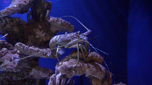 Spiny Lobster Resting on Rocks Underwater - High Quality 4K Stock Footage