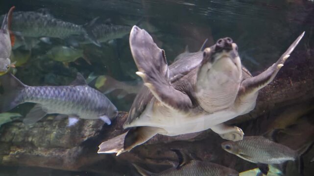 Softshell Turtle Gliding Calmly in Aquarium with Fish - 4K Footage