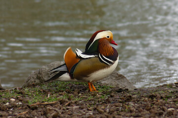 A Mandarin duck (Aix galericulata) stands near a lake in Germany, displaying its vivid multicolored plumage.