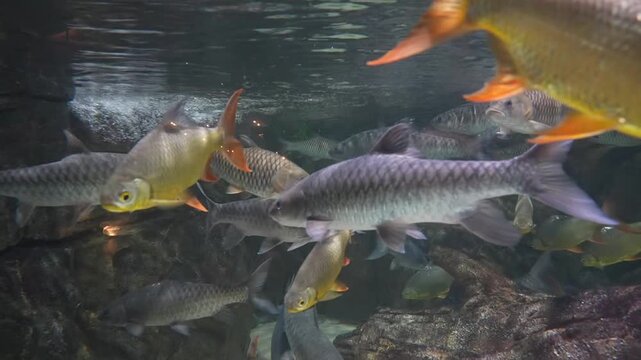 Java Barb Fish Swimming Underwater Aquarium Tank, High Quality Footage