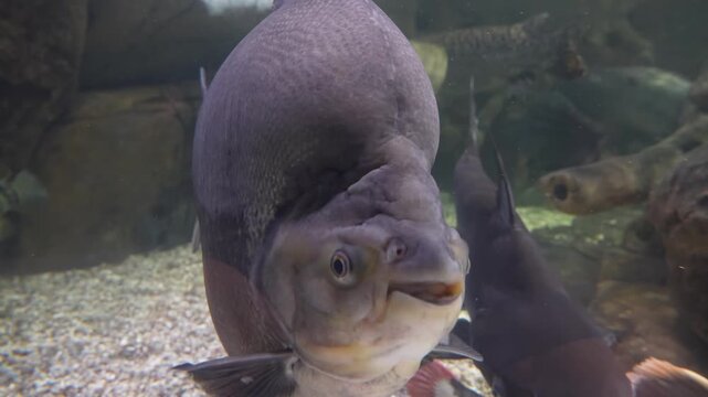 Pacu Fish Swimming underwater in Aquarium - Cinematic Close-up Shot in 4K