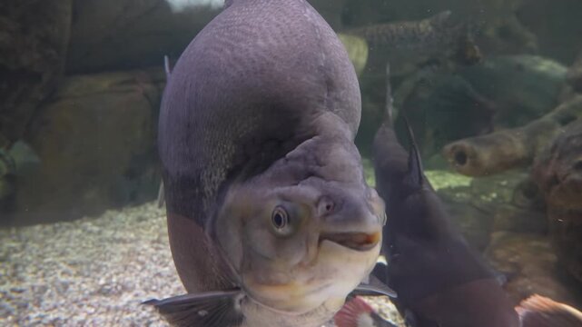 Pacu Fish Swimming Up Close in Aquarium - 4K Stock Footage