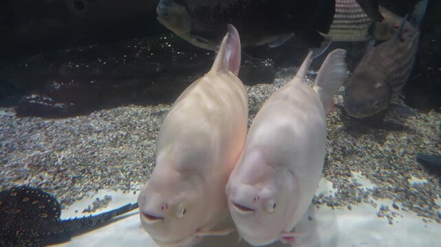 Pacu Fish Swimming Underwater at Aquarium, Cinematic View, no people