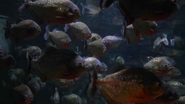 Piranha Fish Swimming Together in Aquarium, Underwater Scene in 4K