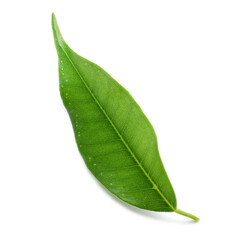 Obraz premium One fresh green citrus leaf isolated on white, top view