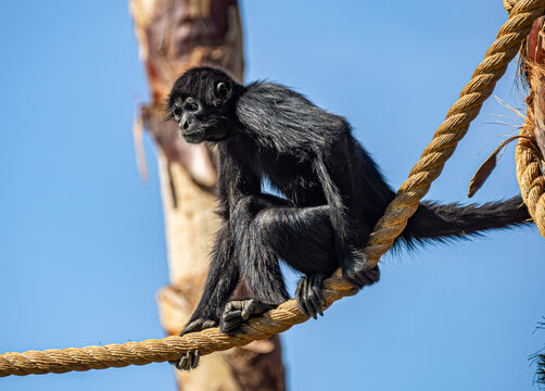 These images highlight the role of zoos in preserving biodiversity.