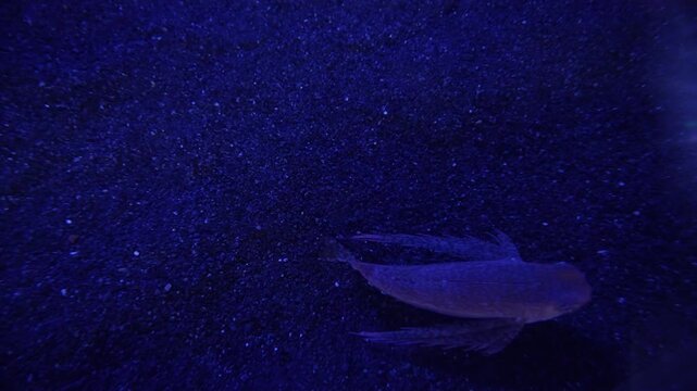 Helmut Gurnard Swimming Over Sandy Seabed in Deep Blue Lighting - 4K
