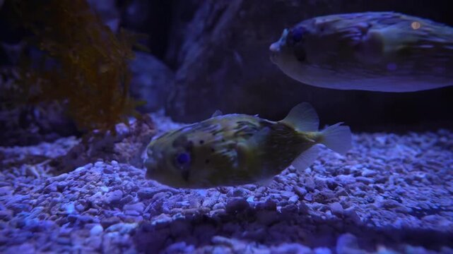 Pufferfish Swimming Calmly in Aquarium, Batam, Indonesia, 4K Cinematic