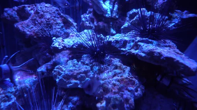 Fish Swimming Around Sea Urchins in Aquarium - 4K Stock Footage